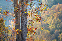 Smokies_Color_20231101_014+015_Helicon_edit_VERO
